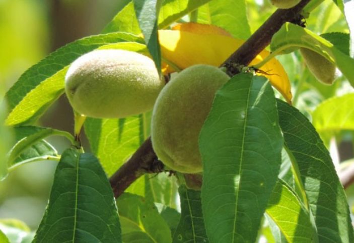 Şaftalı bağlarında meyvə boldur