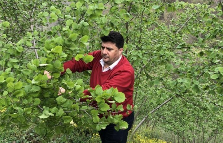 Türkiyədə fındıq istehsalı azalıb