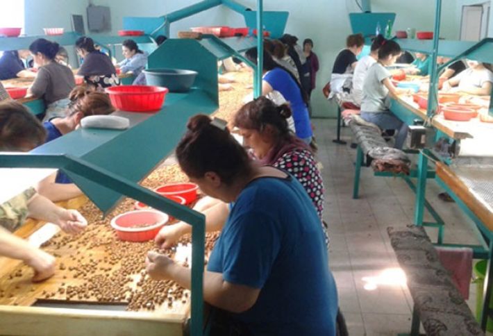 Fındıq sektorundan etiraz: "BU QİYMƏTLƏR BİZƏ SƏRF ETMİR"