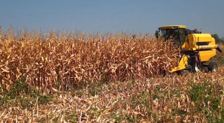 Kiloqramı 30 qəpikdən qəbul olunur