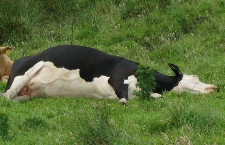 Heyvanların xüsusi təhlükəli xəstəliklərinin siyahısı genişləndirilib