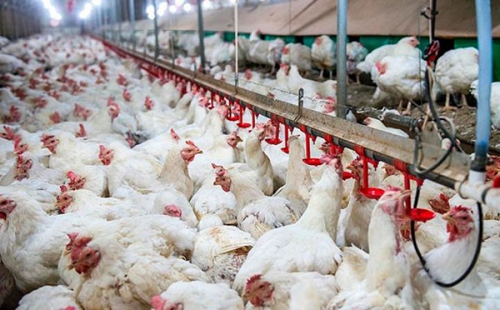 Broyler quşçuluq şirkətinin fəaliyyətinə xitam verilib