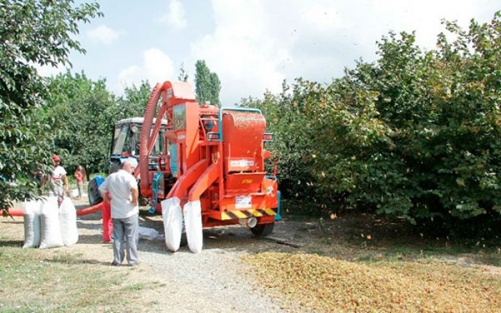 Yığımına başlayıblar, bir kiloqramı 3,5 - 4 manata alınır 