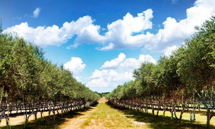“Grand Aqro” tərəfindən 80 hektarda badam, 287 hektarda isə zeytun bağı salınıb