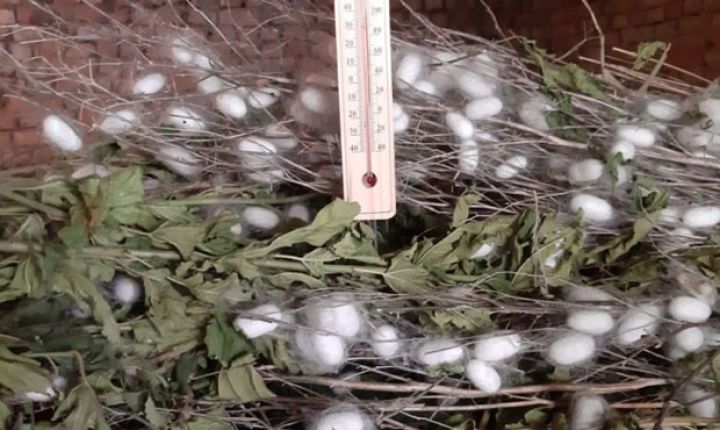 Azərbaycanda ilk: İkinci partiya barama tədarükünə başlanılıb