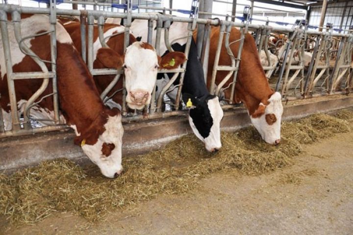 Bu şirkətə heyvandarlıq kompleksi üçün 5 milyon manat kredit ayrılıb