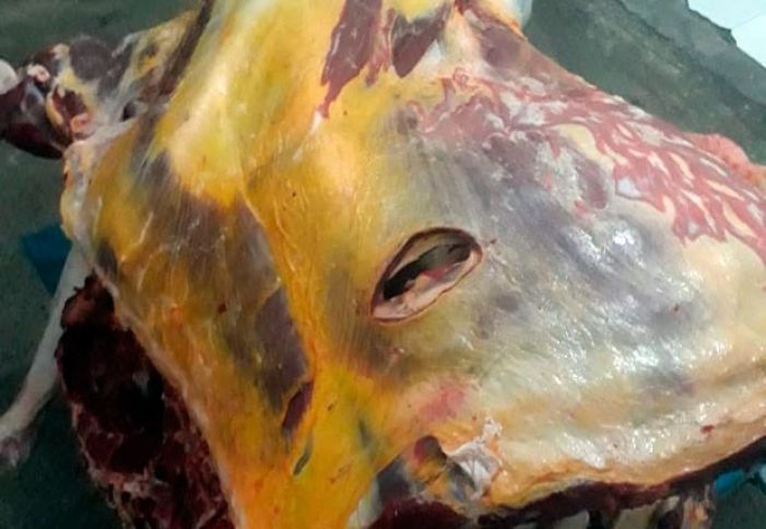 Yarım ton ölmüş heyvan ətinin Bakıda satışının qarşısı alınıb