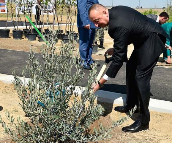 İlham Əliyev ağacəkmə kampaniyasında