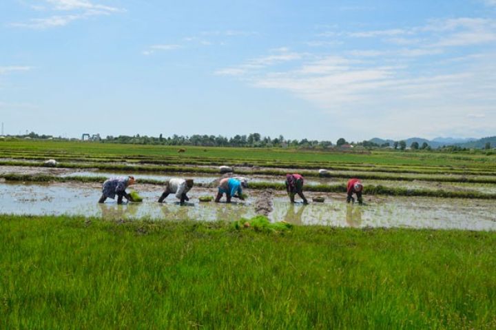 Astarada çəltik əkininə başlanılıb - DAHA ÇOX SAHƏDƏ ƏKİLƏCƏK