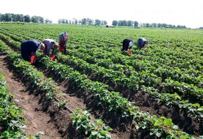 Cəlilabaddan ərəb ölkələrinə ixrac olunur