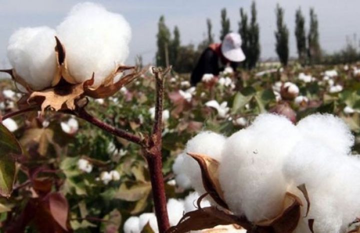 Pambıq yığımına dair operativ məlumat