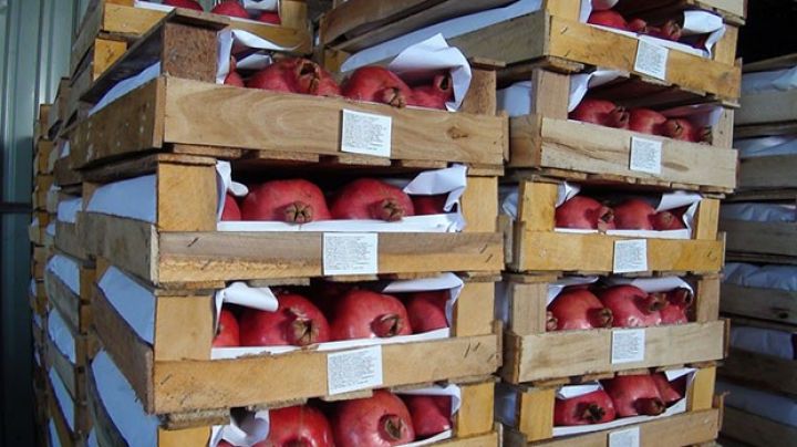 "Rusiyadan min ton sifariş almışıq"