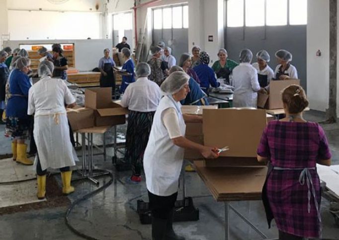 Sənaye məhəlləsinin şirkəti fəaliyyətini dayandıra bilər - “HƏR GÜN ZİYANA GEDİRİK”