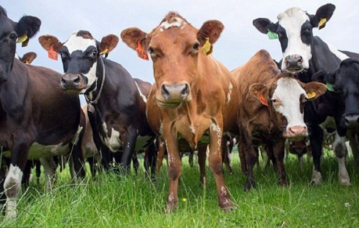 Qazaxıstan Azərbaycan vasitəsilə mal-qara daşımaq niyyətindədir