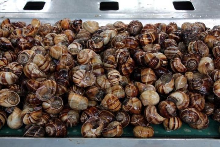 İlbiz biznesi alınmadı - ŞİRKƏT LƏĞV EDİLİR