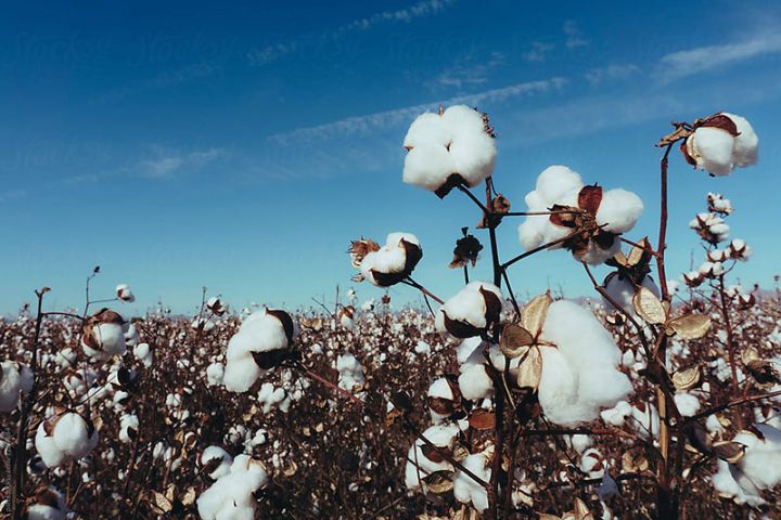 Salyan və Neftçala öndədir