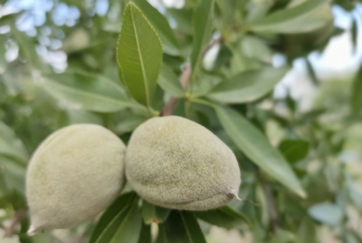 Ağsudan Körfəz ölkələri və Avropaya ixrac ediləcək