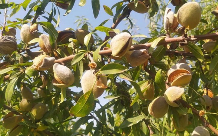 "Hazırda qiyməti 3-4 manatadır, Dekabrda 6-7 manat olacaq"