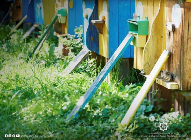 Cəbhəyanı bölgələrdə özünüməşğulluq proqramı üzrə 650 yeni ailə təsərrüfatı yaradıldı