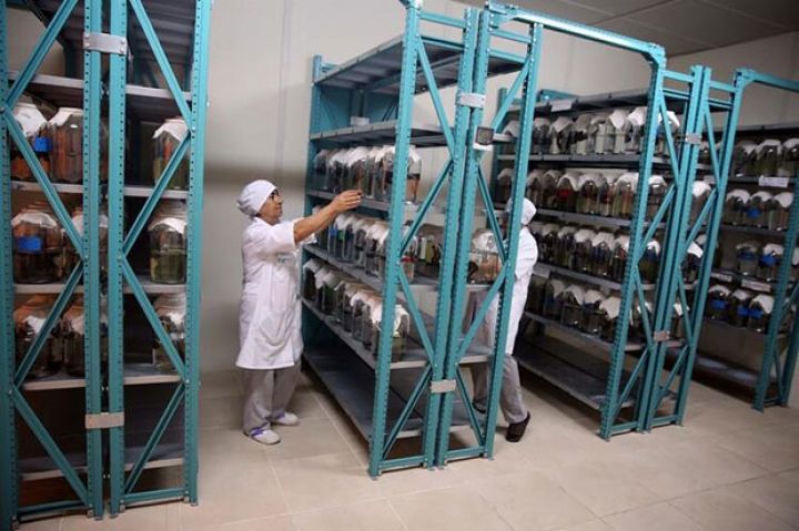 "Biz onları heyvan qanı ilə bəsləyirik, birini 50-52 sentdən satırıq" - İŞ ADAMI İLƏ MÜSAHİBƏ