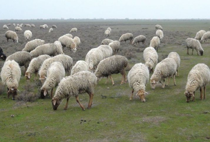 "Yunu sata bilmirik"