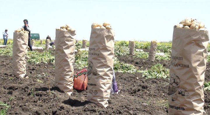 "Rusiyaya hər gün 400-500 ton kartof göndəririk"