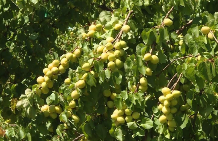 Ərik bağı sahiblərinin üzləri gülür