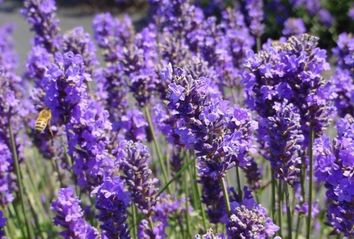 Lənkəranda ilk dəfə lavanda əkininə başlanıb