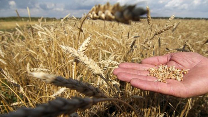 Aqrar əmtəə qiymətləri son 9 ilin rekord səviyyəsinə yaxınlaşdı