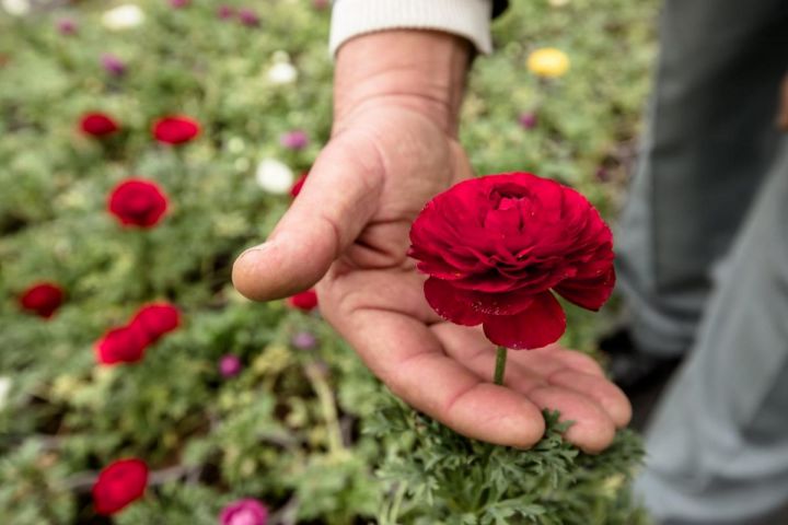 Gül istehsalçılarının əsas problemləri açıqlandı  - "ELEKTRİK ENERJİSİNİN QİYMƏTİ...."