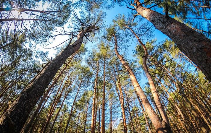 Rusiya meşələri 2020 -ci ildə ölkə büdcəsinə 40,6 milyard rubl gəlir gətirib