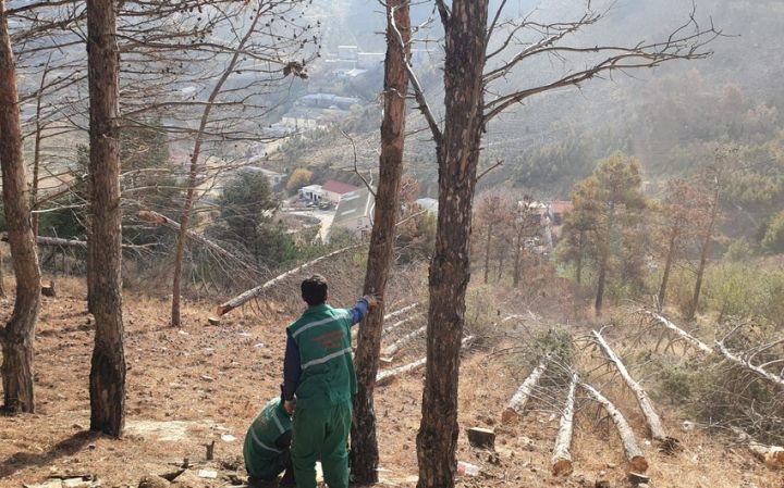 Bakıda ağacların mühafizəsi üçün xaricdən ekspertlər dəvət ediləcək