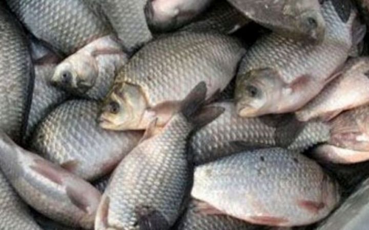 Bu gündən sənaye balıq ovu qadağan edilir