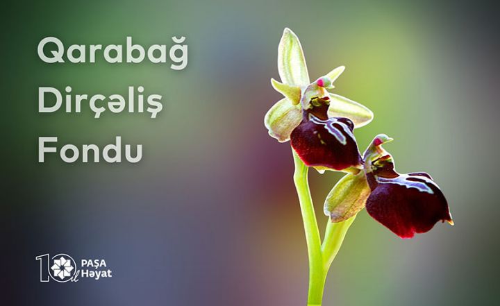 PAŞA Həyat “Qarabağ Dirçəliş Fonduna” 100 min manat vəsait köçürüb