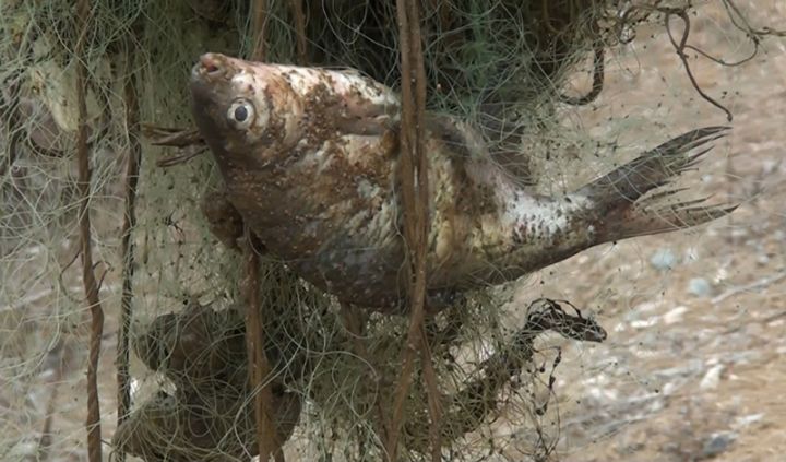 Balıq məhsulları, dizayn, təmir və tikinti bazarları araşdırılacaq