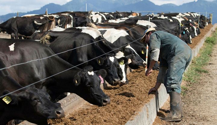"2 mindən artıq iribuynuzlu heyvan sığortalanıb"