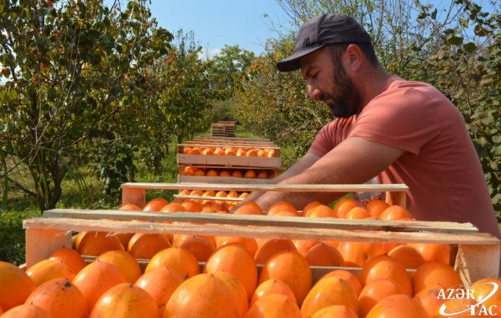 "Koqramını elə bağdan 40-50 qəpiyə alırlar”