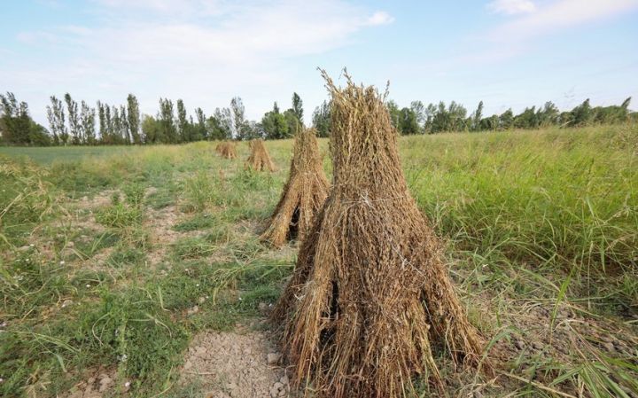 Azərbaycanda küncüt yığımına başlanılıb