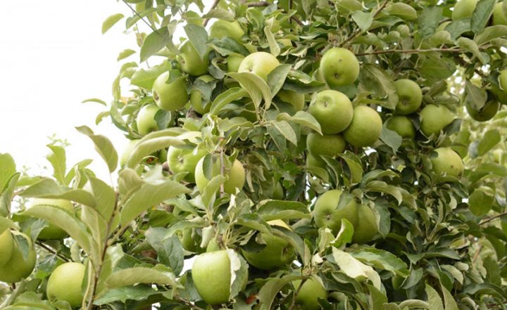 Azərbaycanda superintensiv alma bağlarında bol məhsul yetişib