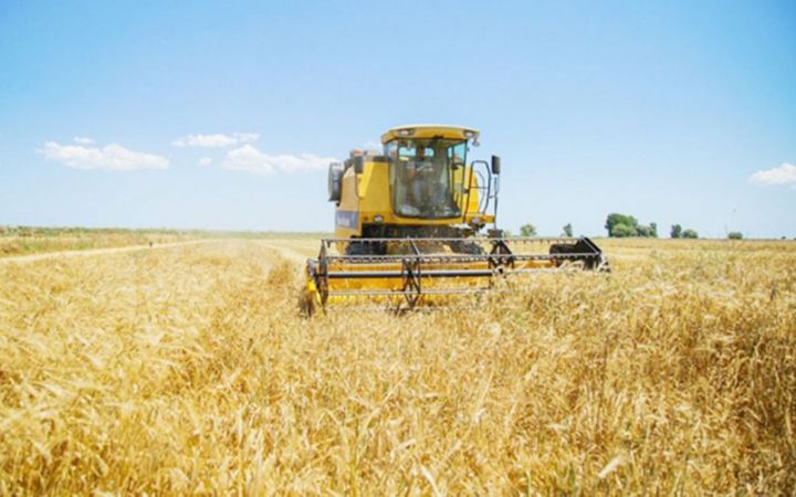 “Azərbaycanın Ukraynası”nda taxıl istehsalı niyə azalıb - "Fermer kartımla toxum aldım, axırı da belə oldu"