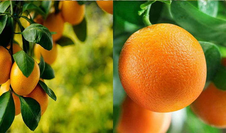 Limon və portağal bağlarının sığorta şərtləri açıqlandı  - MƏBLƏĞLƏR, TƏLƏBLƏR