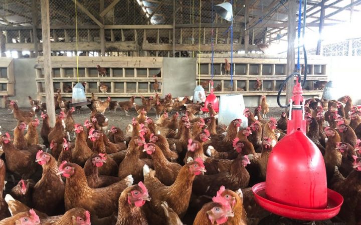 "Quş əti və yumurta  idxalının kvotalaşdırılmasını xahiş edirik"