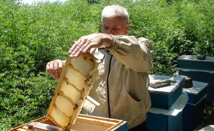 Yaponiyadan gəlib bu arıçıdan bal alırlar  - BALI FƏRQLİ EDƏN NƏDİR?