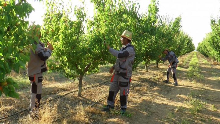 “Bu il 60 hektar intensiv xurma bağı salmağı planlaşdırırıq"