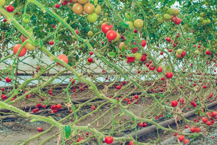 Ekoloji təmiz məhsul istehsalı üzrə yeni dövlət standartı qəbul edilib