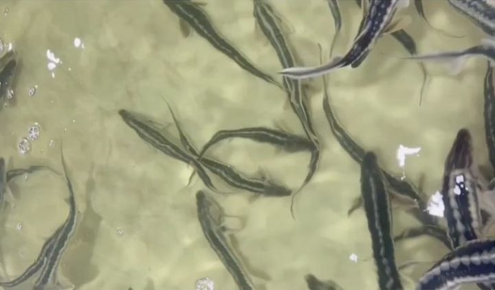 Vitse-prezident  "Azerbaijan Fish Farm" şirkətindən paylaşım etdi - VİDEOLAR