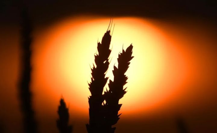 Dünya isti hava və Rusiyanın hərəkətləri səbəbindən ərzaq böhranı ilə üz-üzədir