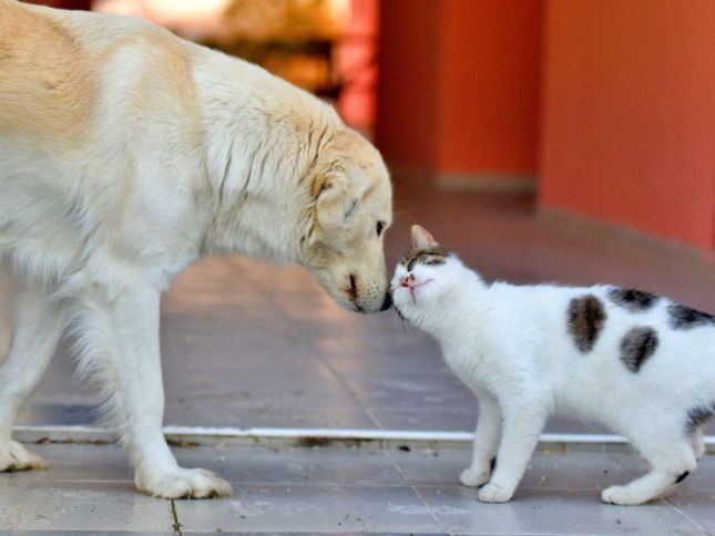 Heyvanlarla rəhmsiz rəftar edənlər məsuliyyətə cəlb olunacaq