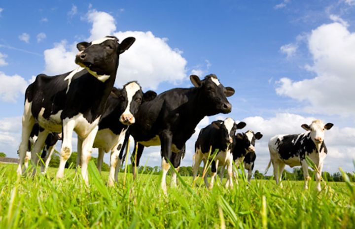 "Qəssabların 7-8 kiloqramlıq quzu, yaxud körpə dana istəmələri qadağan olunmalıdır"