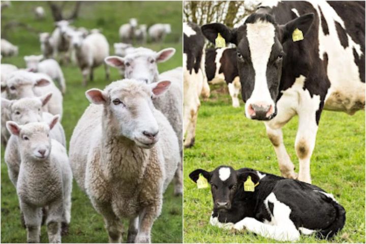 "Danaların, quzuların kəsilməsi üçün yaş həddi müəyyənləşməlidir"